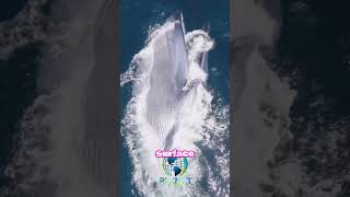 Blue Whale Feeding Frenzy: Drone Footage of the Earth's Largest Animal!