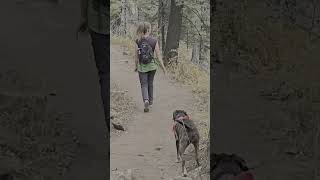 PECOS WILDERNESS. JACK'S CREEK TRAIL. 8 MILES IN 3 HOURS.*