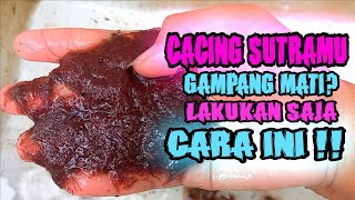 3 CARA MERAWAT CACING SUTRA AGAR TIDAK MUDAH MATI ‼️YANG TERAKHIR JANGAN DI TIRU ‼️