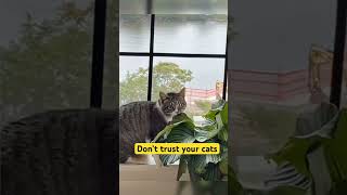 #shortsfeed #funny #comedy #cats #pets #wtf #yt #ytshortsvideo #funny #youtube #youtubesorts