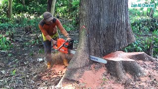 Amazing Fastest Cutting Huge Tree Skill With Chainsaw Machines, Incredible Wood Sawmill Techniques