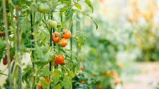 Simple garden design ideas - Vegetables and fruits with wood fence