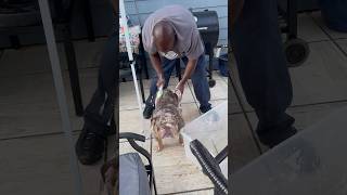 Barkley gets a good bath outside today by his dad Ray #bulldog #englishbulldog