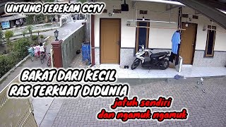 BAKAT DARI KECIL RAS TERKUAT DIDUNIA, TIDAK UNTUK DITIRU