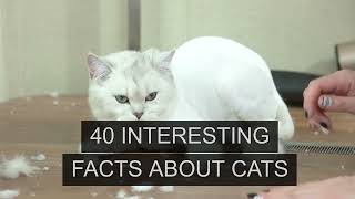 40 interesting facts about cats #facts #cats