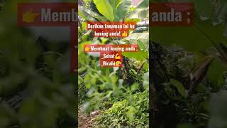 OH Kucing Tak Tahan, karena makan daun anting2 #tanamanherbal #shorts #subscribe