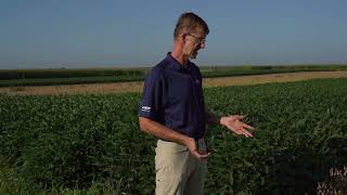 Early Maturing Soybeans - How Early is too Early?