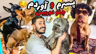 خنده دار ترین لحظات سگ ها😍 | dogs funny moments🐶