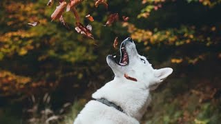 German Shepherd Dog breed|| #WhatsApp status.