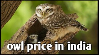 owl price in india