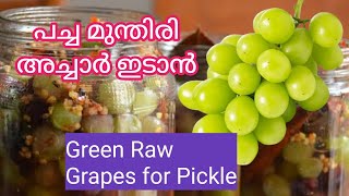 @GeorgeTheIndianFarmer Green Grapes for Pickle. പച്ച മുന്തിരി പൊട്ടിച്ചു. അച്ചാർ ഉണ്ടാക്കാൻ.