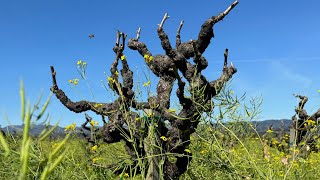 Old Vine Zinfandel #winelovers #vineyardlife #vineyard #napavalley #russellbevan #winelife #wine