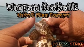 Sarang Ikan Kerapu || Mancing di Batu Kubus Pondok Bali Subang