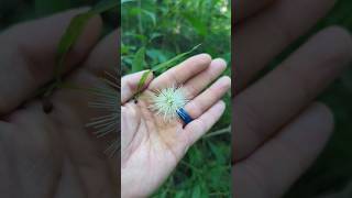 BUTTONBUSH: A NATIVE SHRUB to CONSIDER PLANTING #forest #plants #wetland