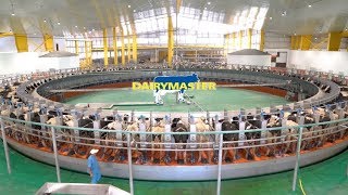 Huge 100 unit rotary milking parlour!  // Baladna Farm, Qatar