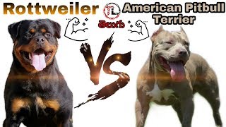 Rottweiler Vs American Pitbull Terrier | Dog vs Dog series | Telugu