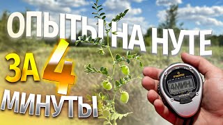 Опыты на НУТЕ - за 4 минуты