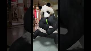 Cute Giant Panda at home I Google Augmented Reality