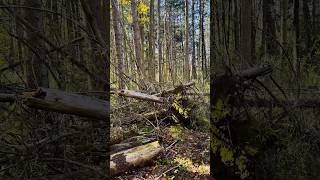 Rice creek end of fall #hiking #nature #newyork #adventure #viralshort #fyp #hikertrash #traillife