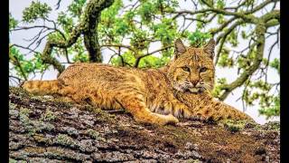 Coyote Valley Wildlife Corridor