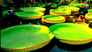 WATER LILY |VICTORIA AMAZONICA |BIGGEST WATER LILY IN THE WORLD |VICTORIA WATER LILY FLOWER