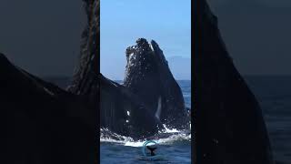 humpback whale feeding #shorts #ocean #fish #whale