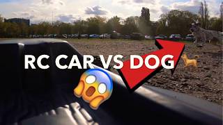 RC CAR VS DOG, MUST WATCH ARRMA KRATON V4 BLX 16t Pinion, 6s Lipo, 50c-100c BURST 💥