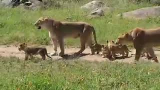 Lioness with cute Cubs