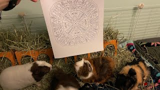 Halloween Pumpkin Mandala Coloring