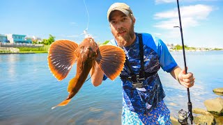 UNDER RATED BOTTOM DWELLING FISH LONG ISLAND FISHING - GET REEL BASS FISHING - FLUKE SEA ROBIN CRABS