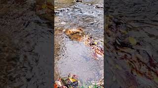 October Stream Flow 26 #fallfoliage #floating #leaves #sloweddown #hiking #water #creek #hydrology