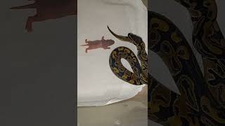 Warning Baby Ball Python Live Feeding