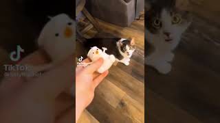 cat said : “gawwwwww damnn..” 😭 #tiktok #funny #cats