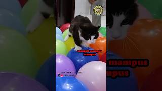 Payah lu sama balon aja takut#shorts #funny #catlover #kucinglucu