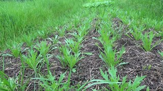 【自然農】2024年4月29日 夏野菜の苗成長が早い！インゲン豆定植後の様子【natural farming】