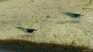 Cherry Shrimps and Blue Velvet Shrimps in my aquarium day-1!