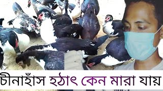 চীনাহাঁস হঠাৎ কেন মারা যায়? china hash hotath Keno mara jay