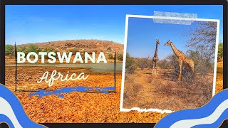 Giraffes, Zebras, and more|#Botswana#africa #safari