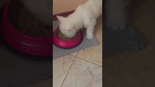 West highland terrier puppy feeding time