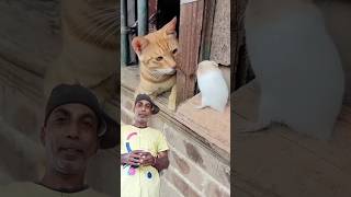 Funny cat 😺 and funny 🐁 | Shaan 91| #loveanimals #dontharmthem #love # reels #shortfeed #shorts