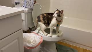 Cat loves being in the tub (as long as there is no water!)