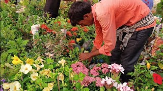 Galiff Street Plants Market In Kolkata | Most Popular Pet Market In India