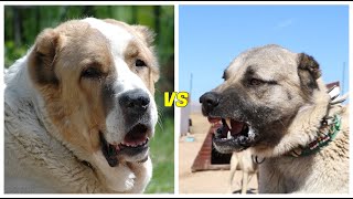 Alabai vs Kangal¿CUAL ES MÁS PODEROSO?