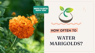 🌼🌸🌿How Often to Water Marigolds?