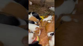 Guinea pig feeding time