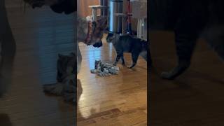 Dude the out of control German Shepard plays with Leonard the feral cat.