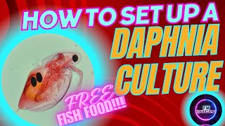 How to Culture Daphnia | Easy guide on how to breed, feed & care for Daphnia | FREE LIVE FISH FOOD!