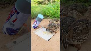 Strange Bird Trap / New Quail Trap #shorts