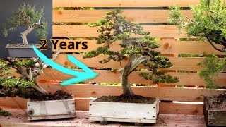 Un tronco difettoso può diventare un bonsai