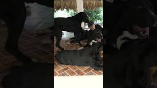 "HARSH" - DOG PACK SERIES #alabai #rottweiler